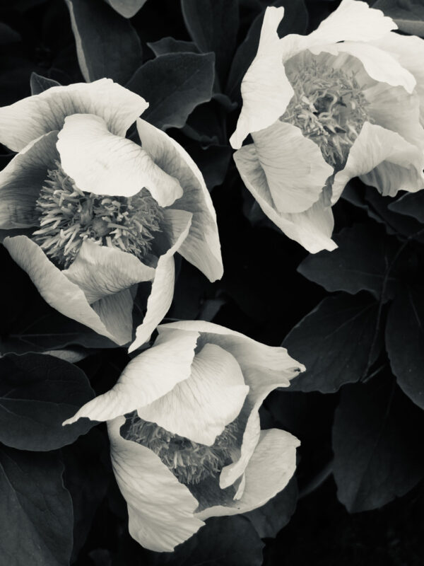Pearls and seeds
